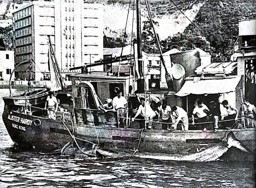 Image 11: The dead whale was tied onto the Research Vessel Alister Hardy and towed to Aberdeen on April 12, 1955.
(Photo credit: Spectrum, No. 4, May 1955)